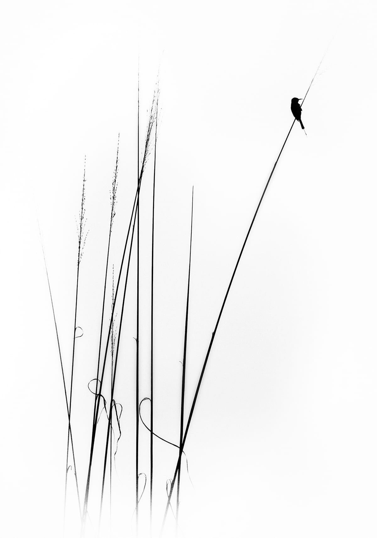 variant-70x100_no-margin