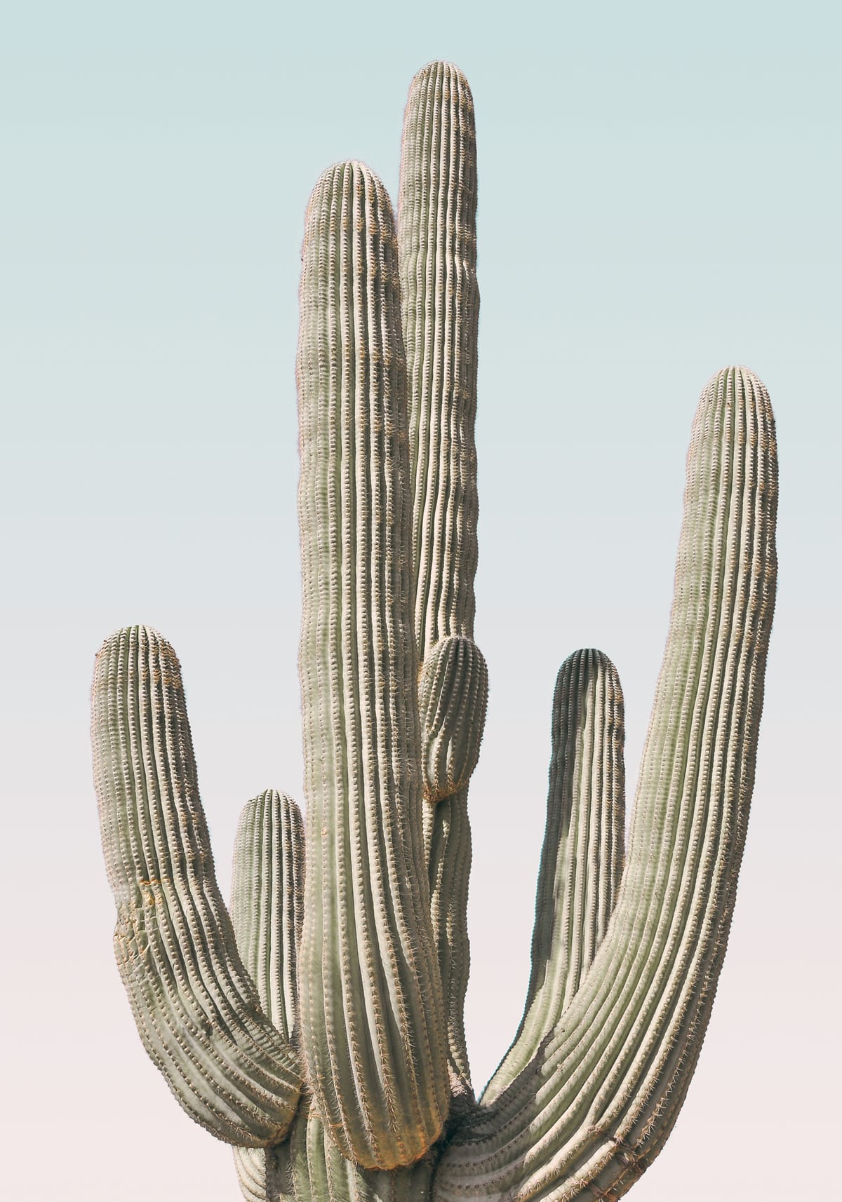 variant-70x100_no-margin