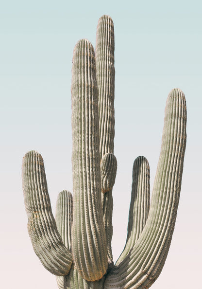 variant-70x100_no-margin