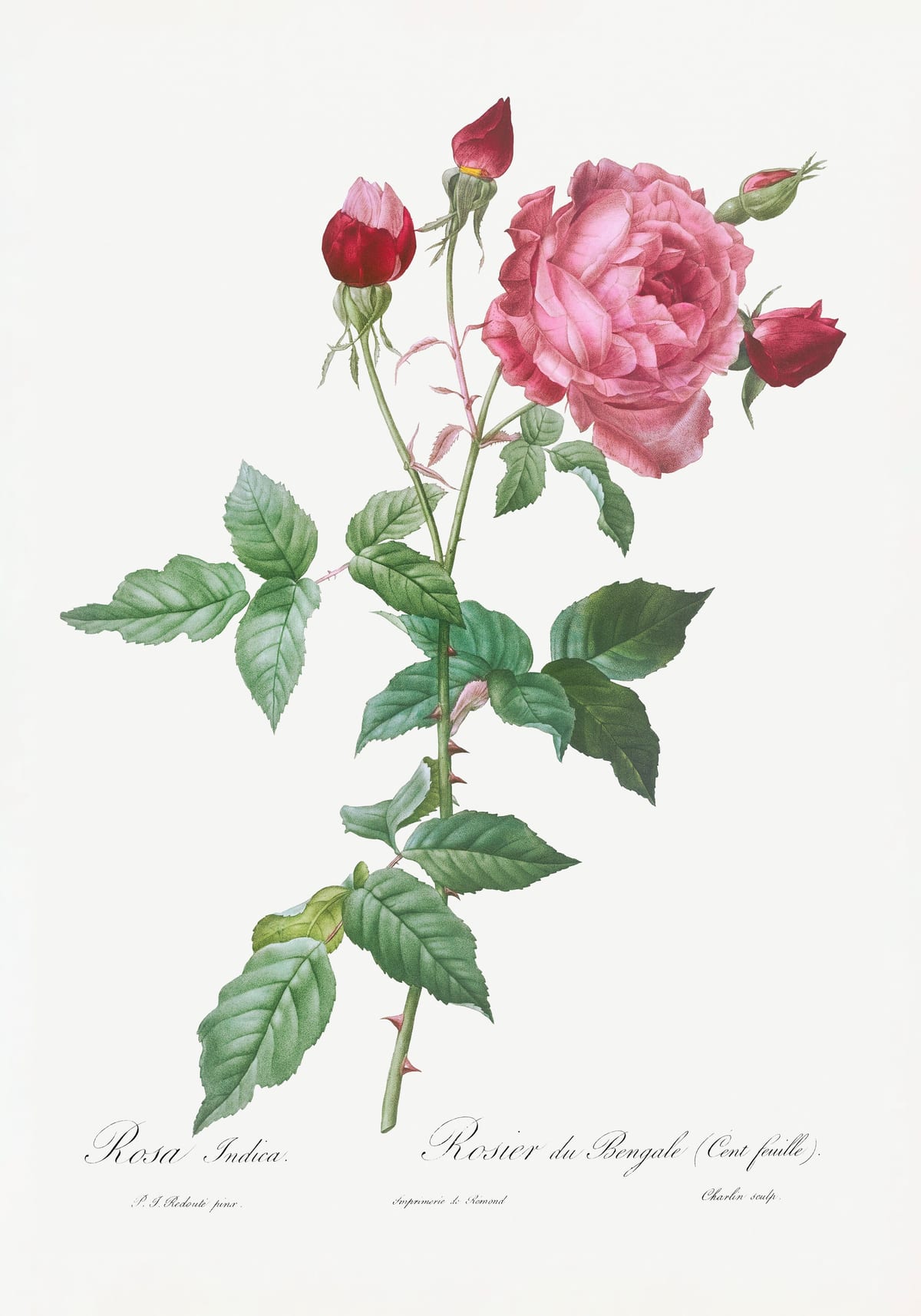 variant-70x100_no-margin