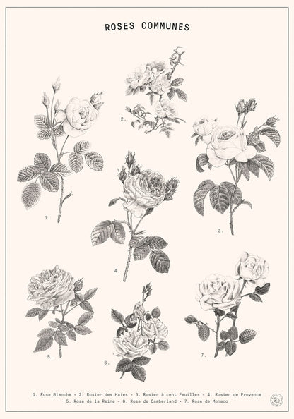 variant-70x100_no-margin