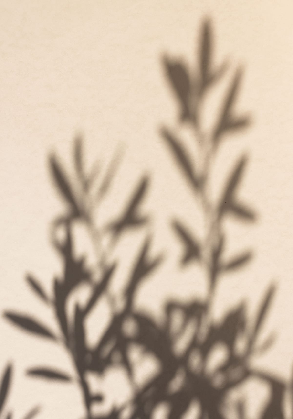 variant-70x100_no-margin