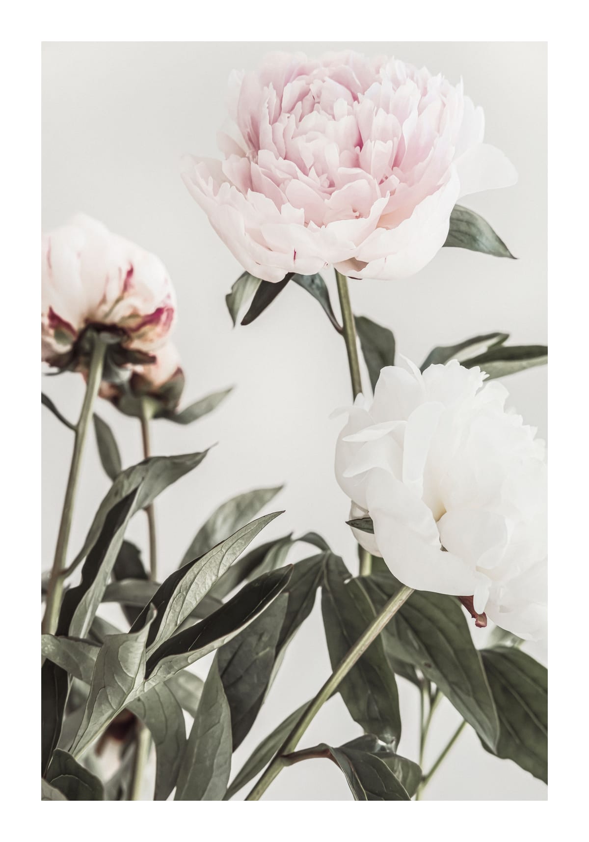variant-70x100_with-margin