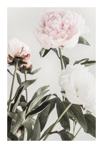 variant-70x100_with-margin