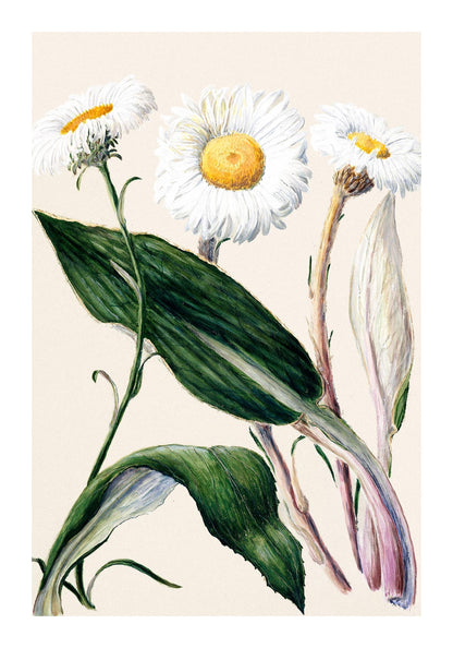 variant-70x100_with-margin