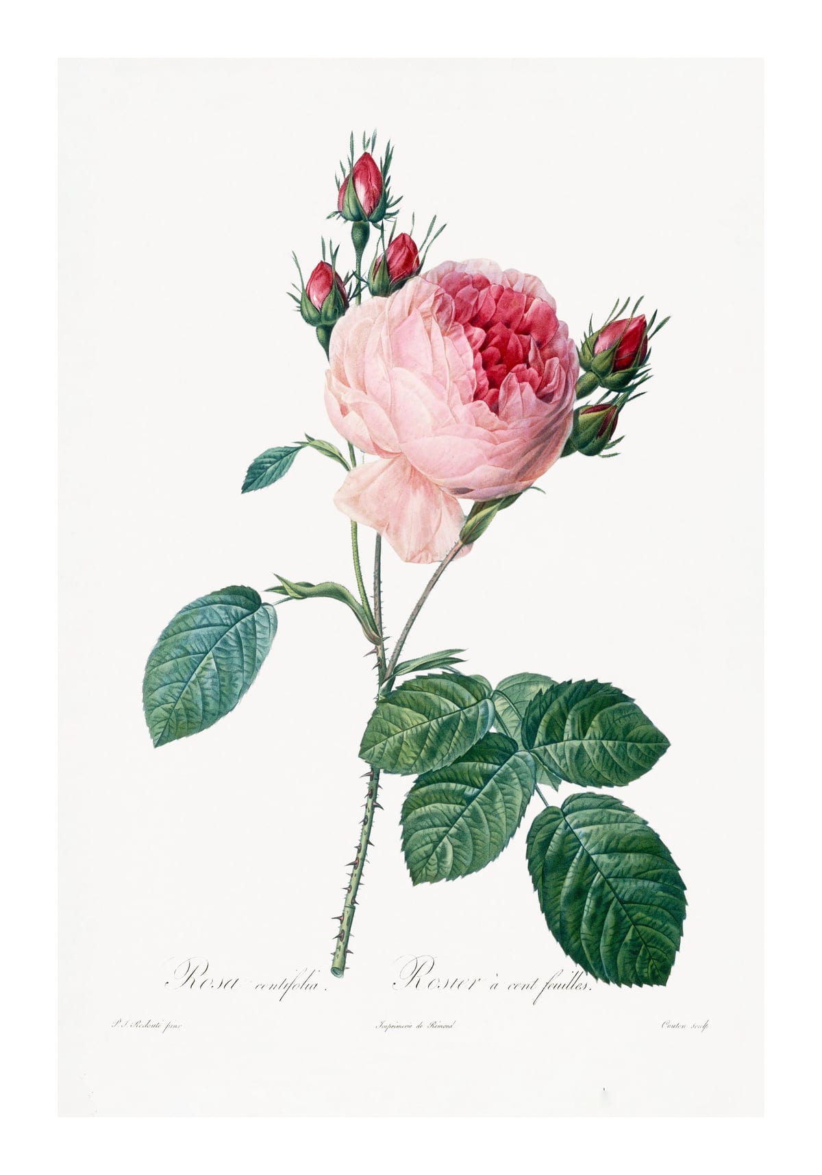 variant-70x100_with-margin