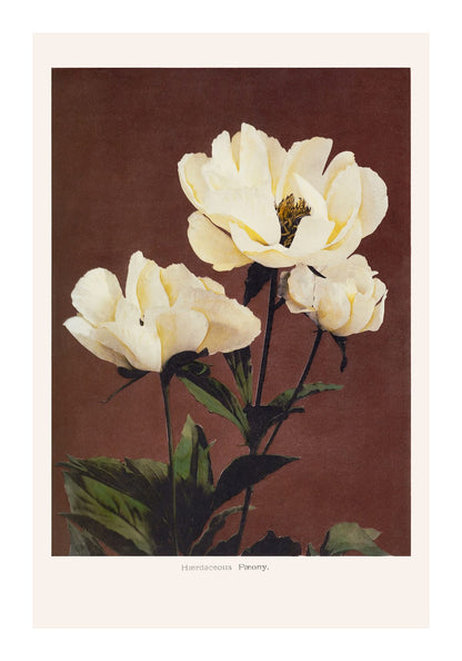 variant-70x100_with-margin