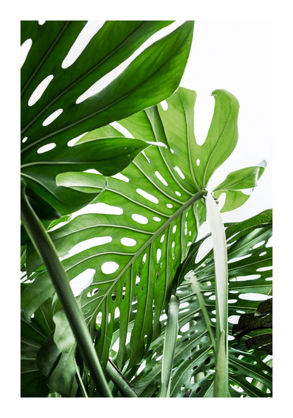 variant-70x100_with-margin