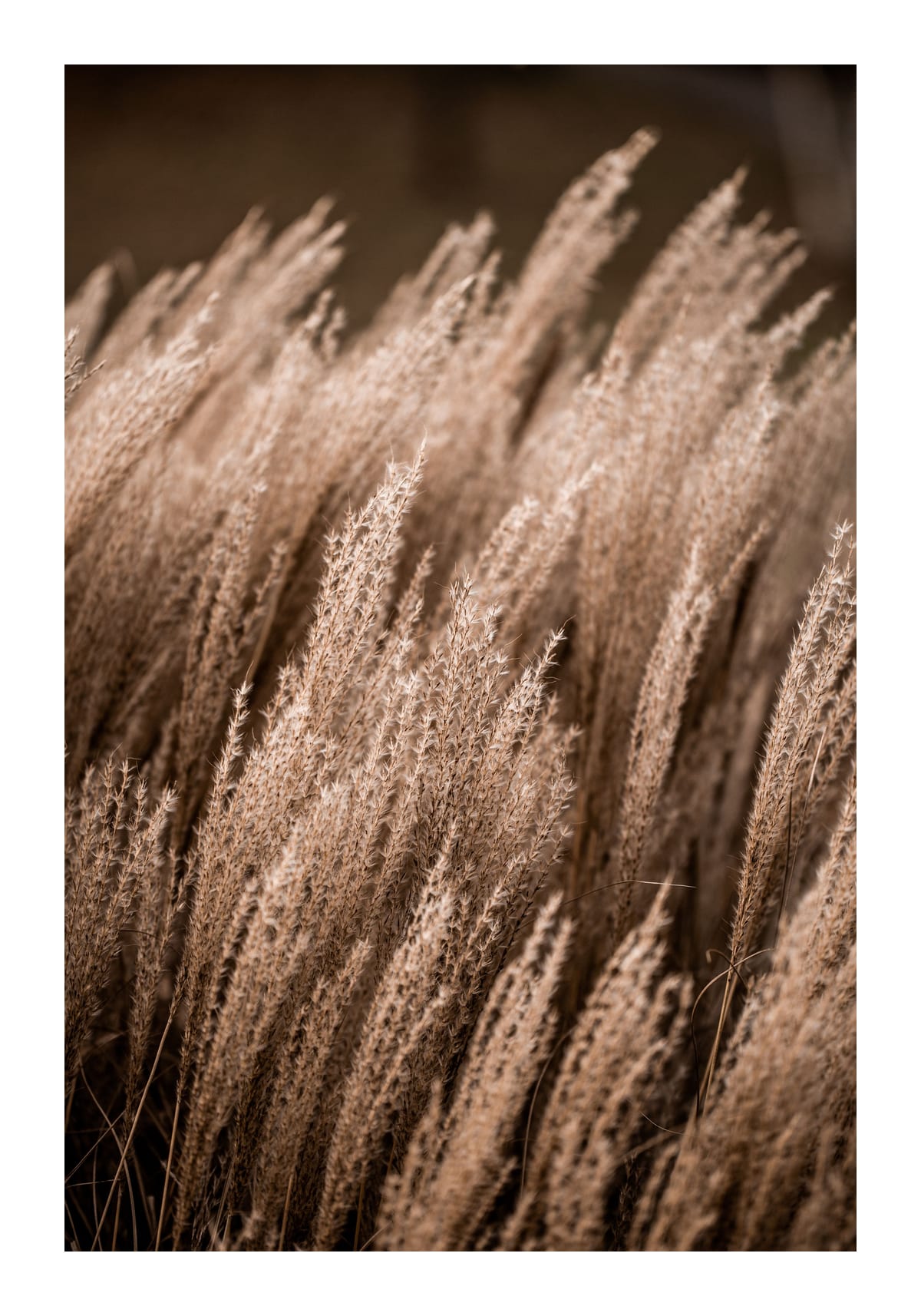 variant-70x100_with-margin
