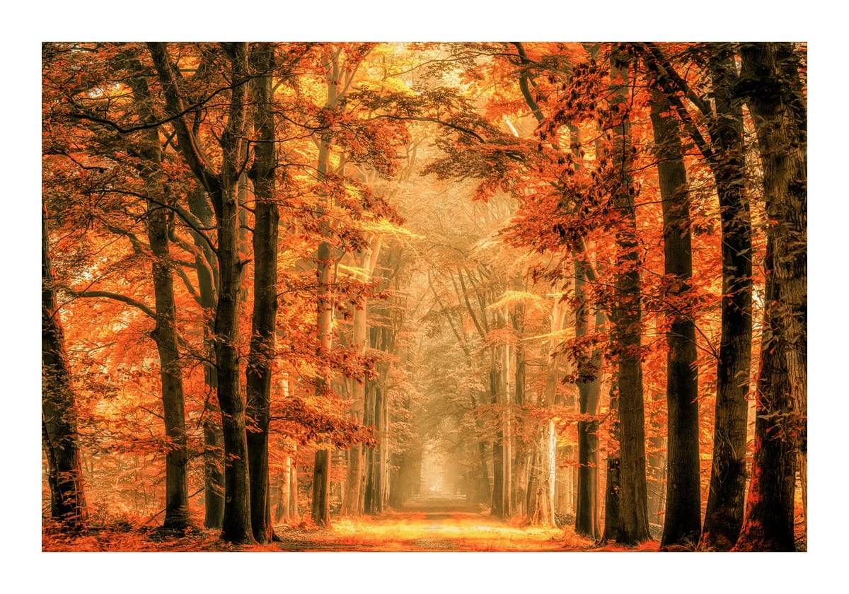 variant-70x100_with-margin