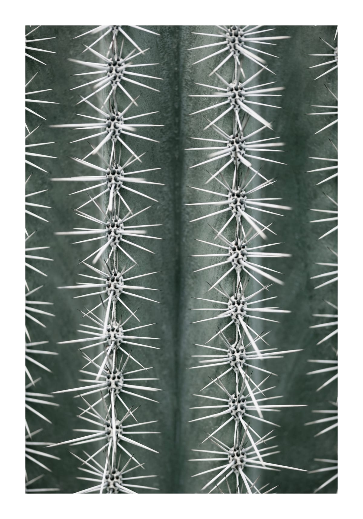 variant-70x100_with-margin