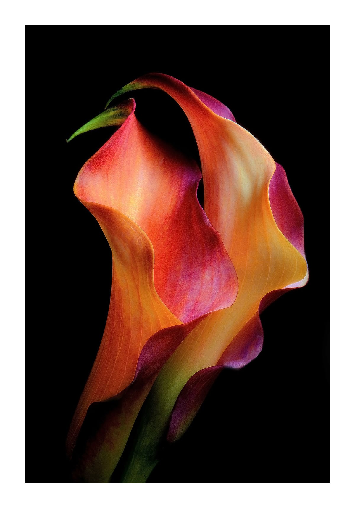 variant-70x100_with-margin