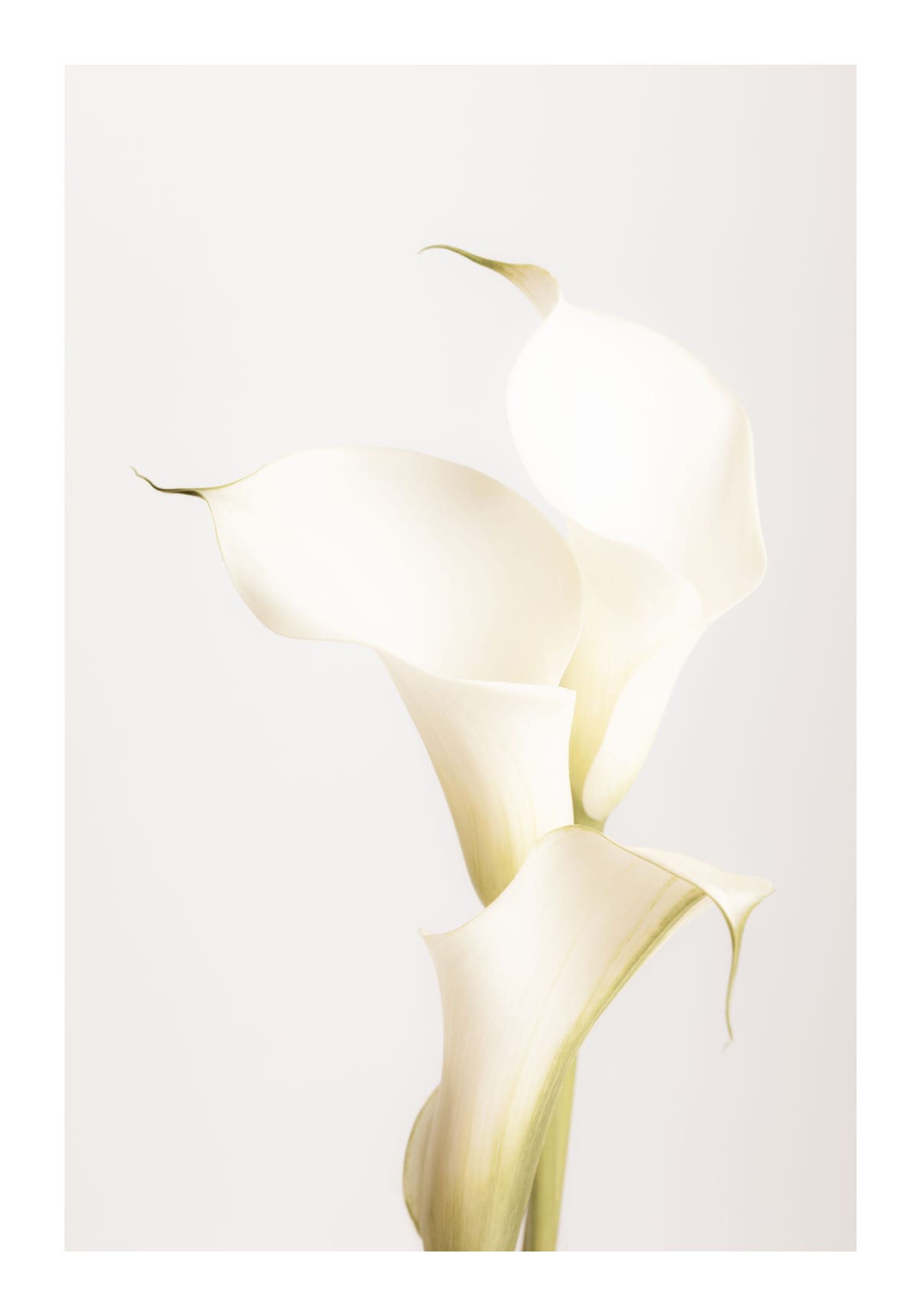 variant-70x100_with-margin