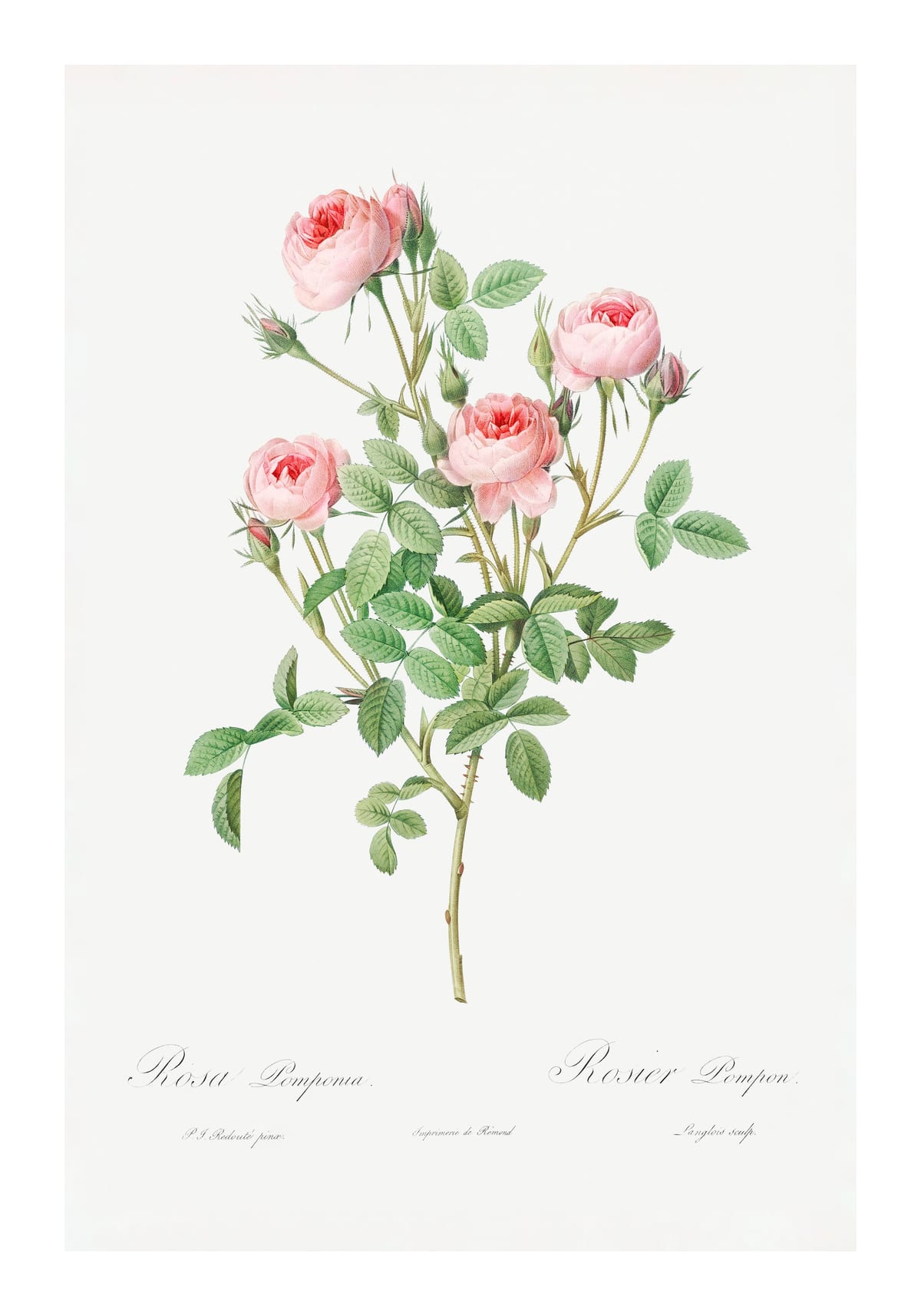 variant-70x100_with-margin