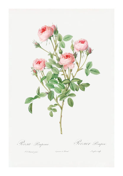 variant-70x100_with-margin