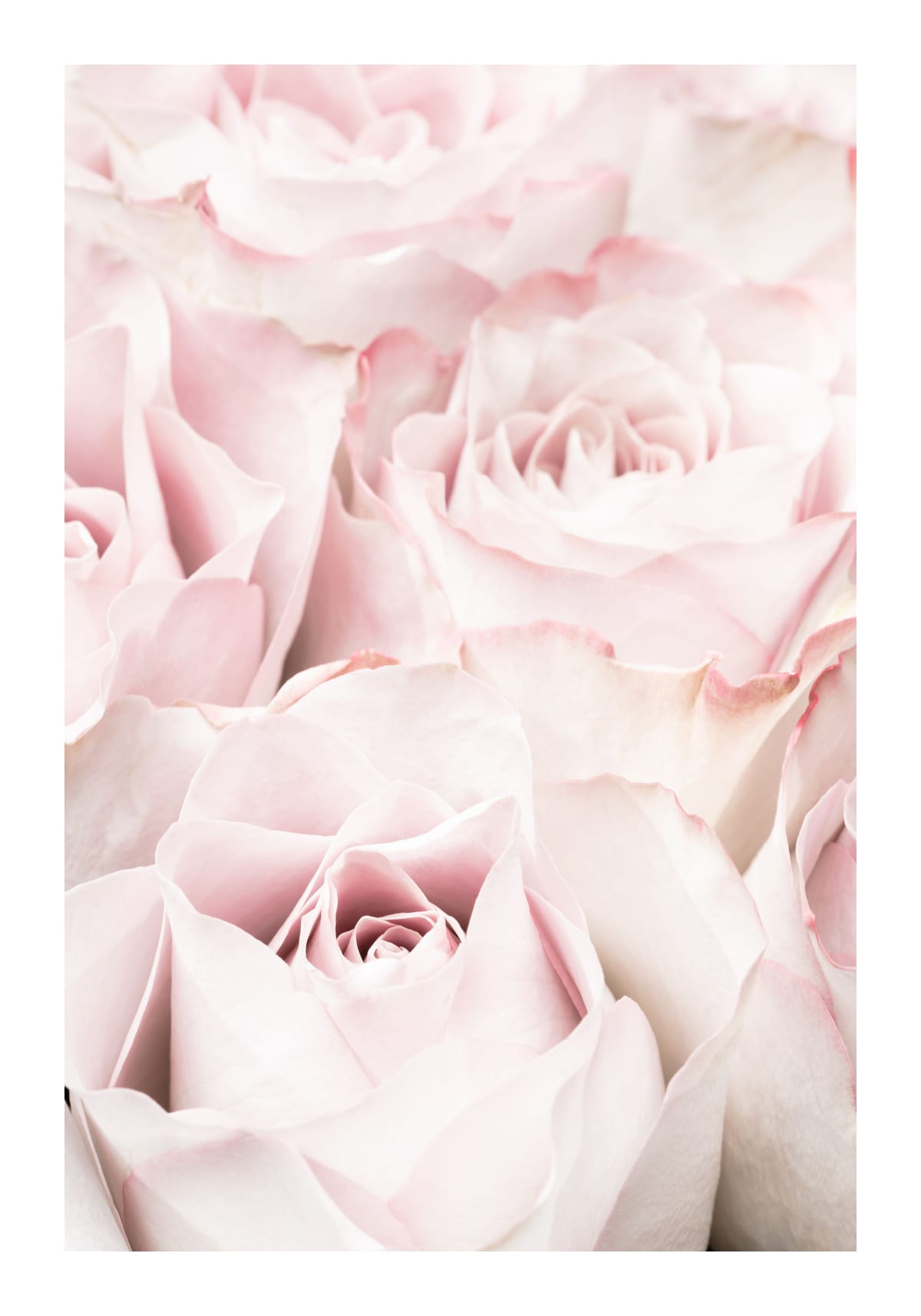 variant-70x100_with-margin