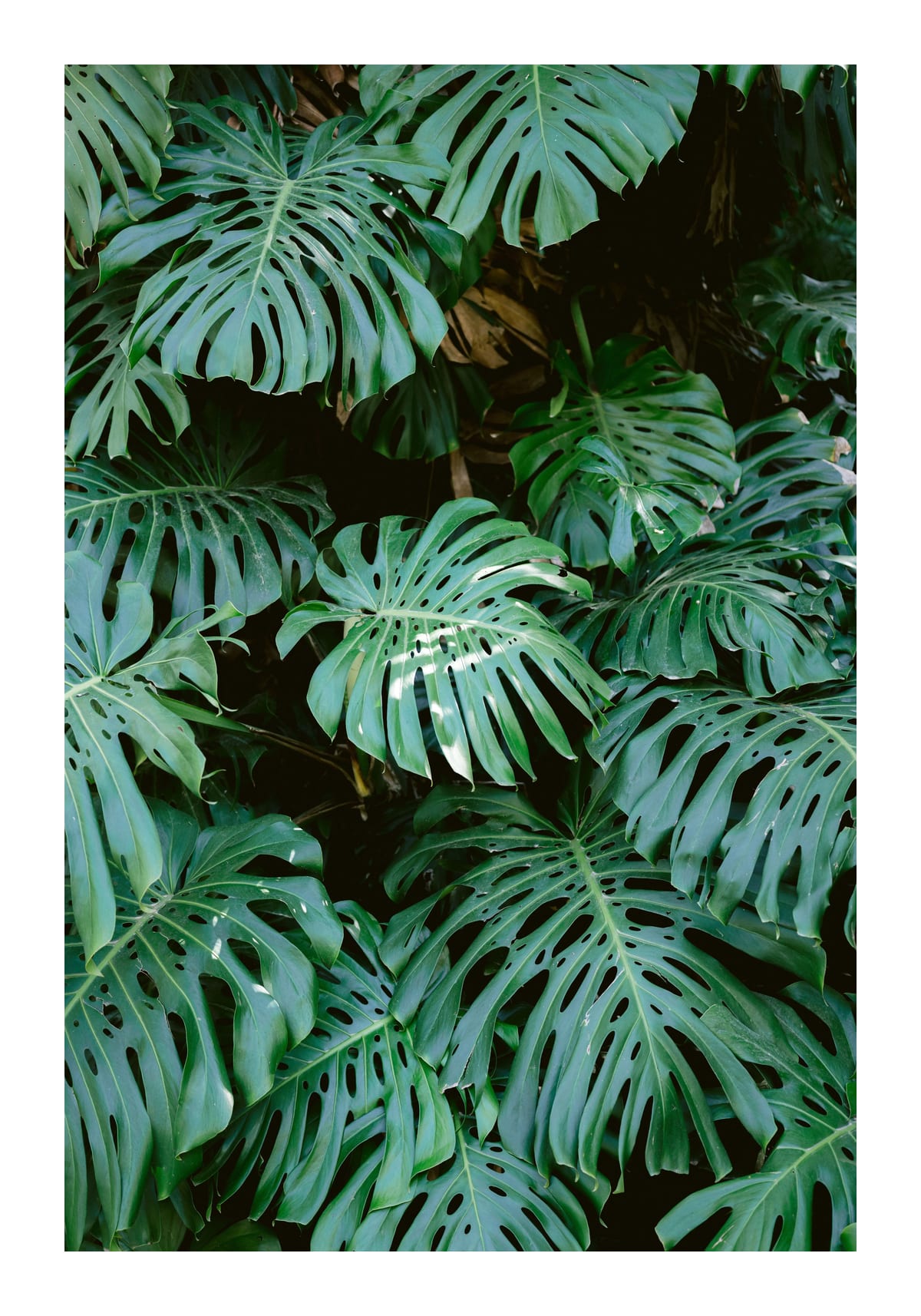 variant-70x100_with-margin