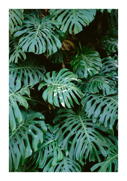 variant-70x100_with-margin