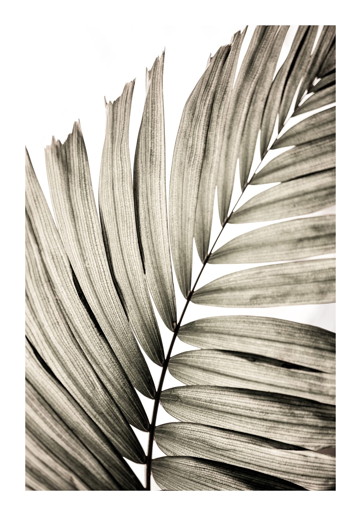 variant-70x100_with-margin
