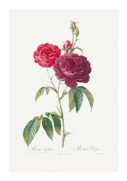 variant-70x100_with-margin