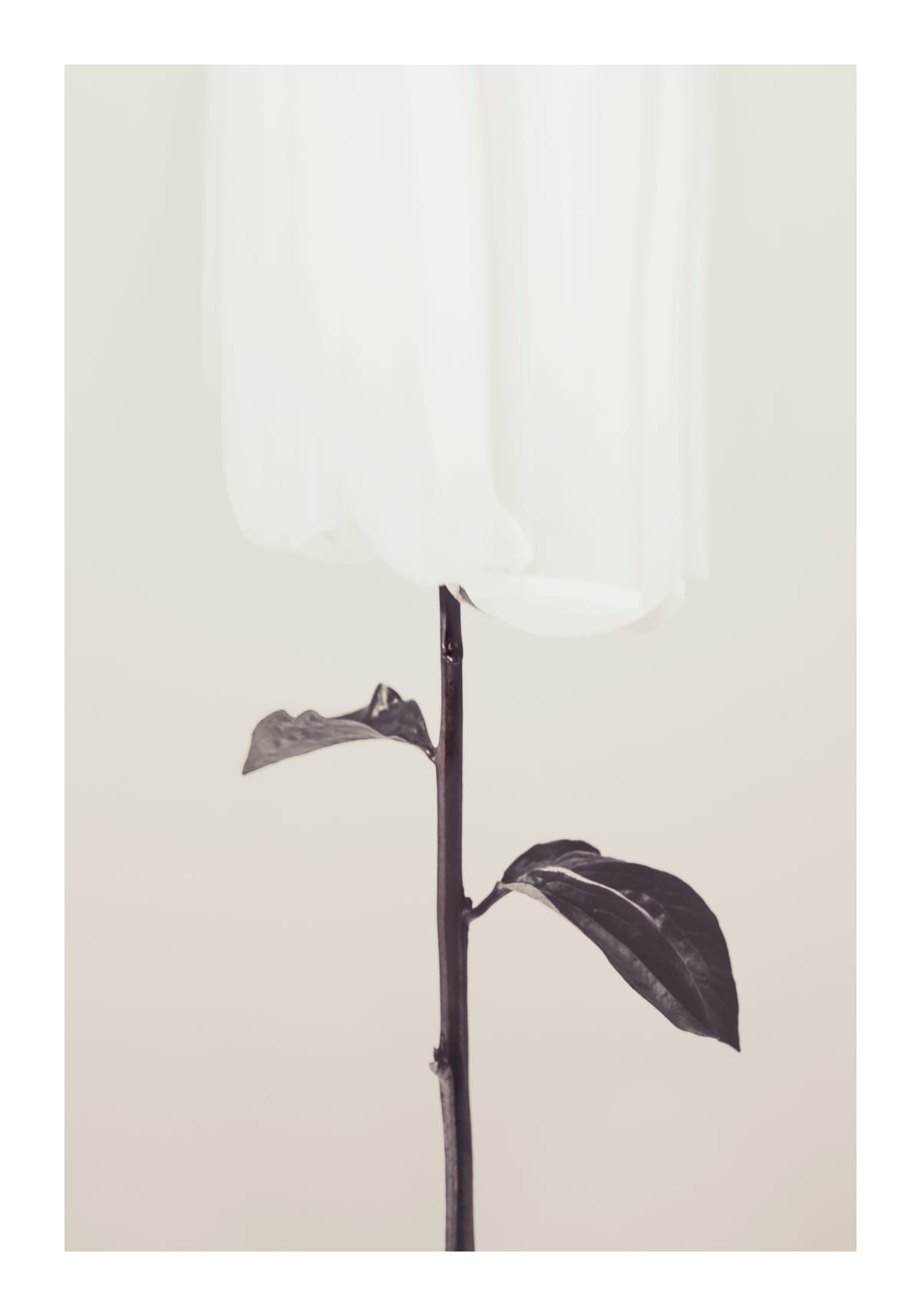 variant-70x100_with-margin