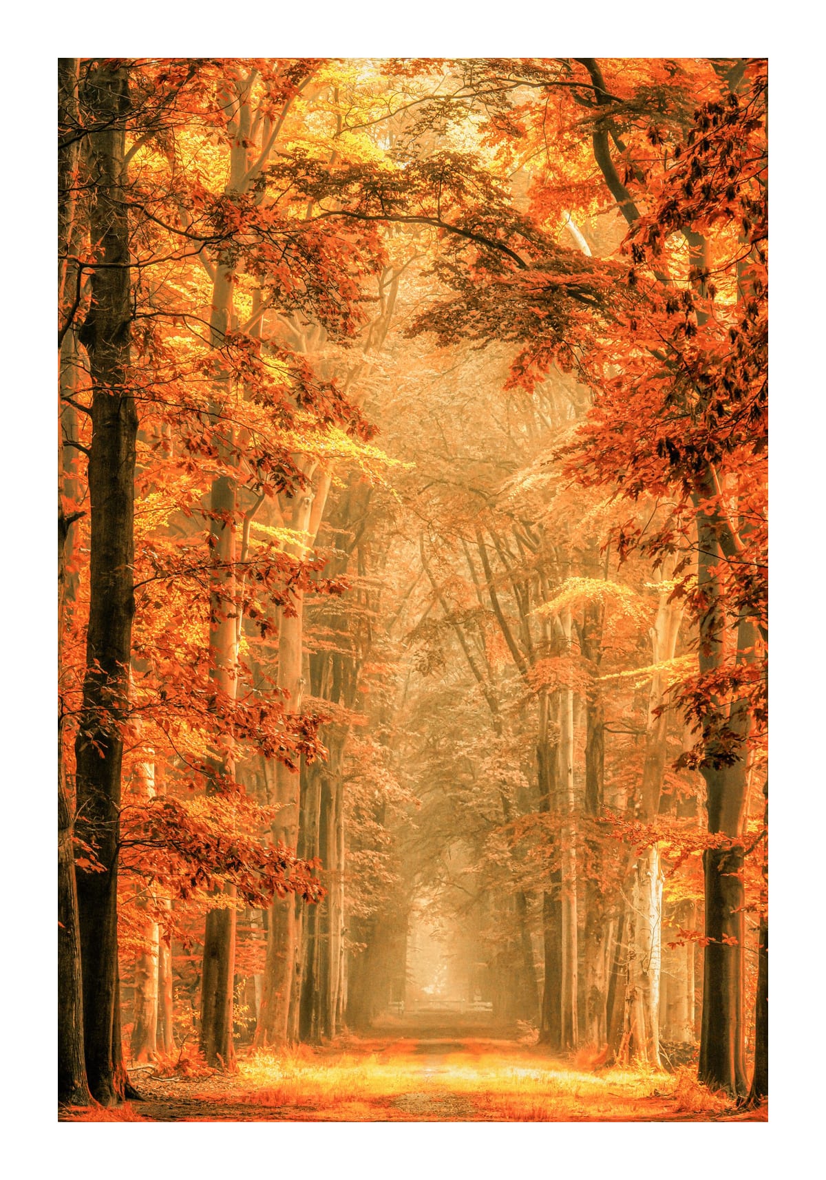 variant-70x100_with-margin