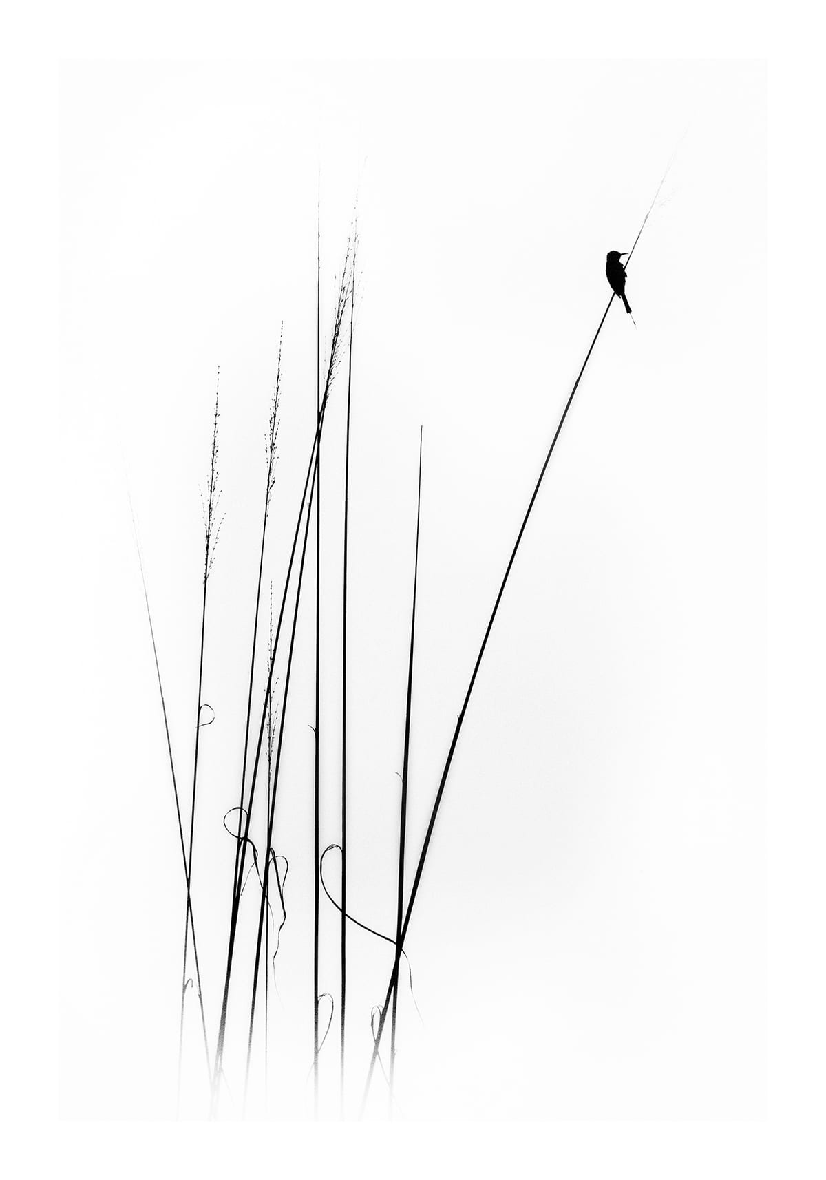 variant-70x100_with-margin