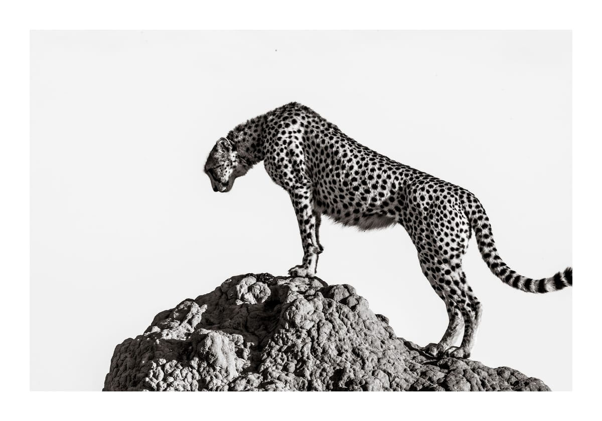 variant-70x100_with-margin