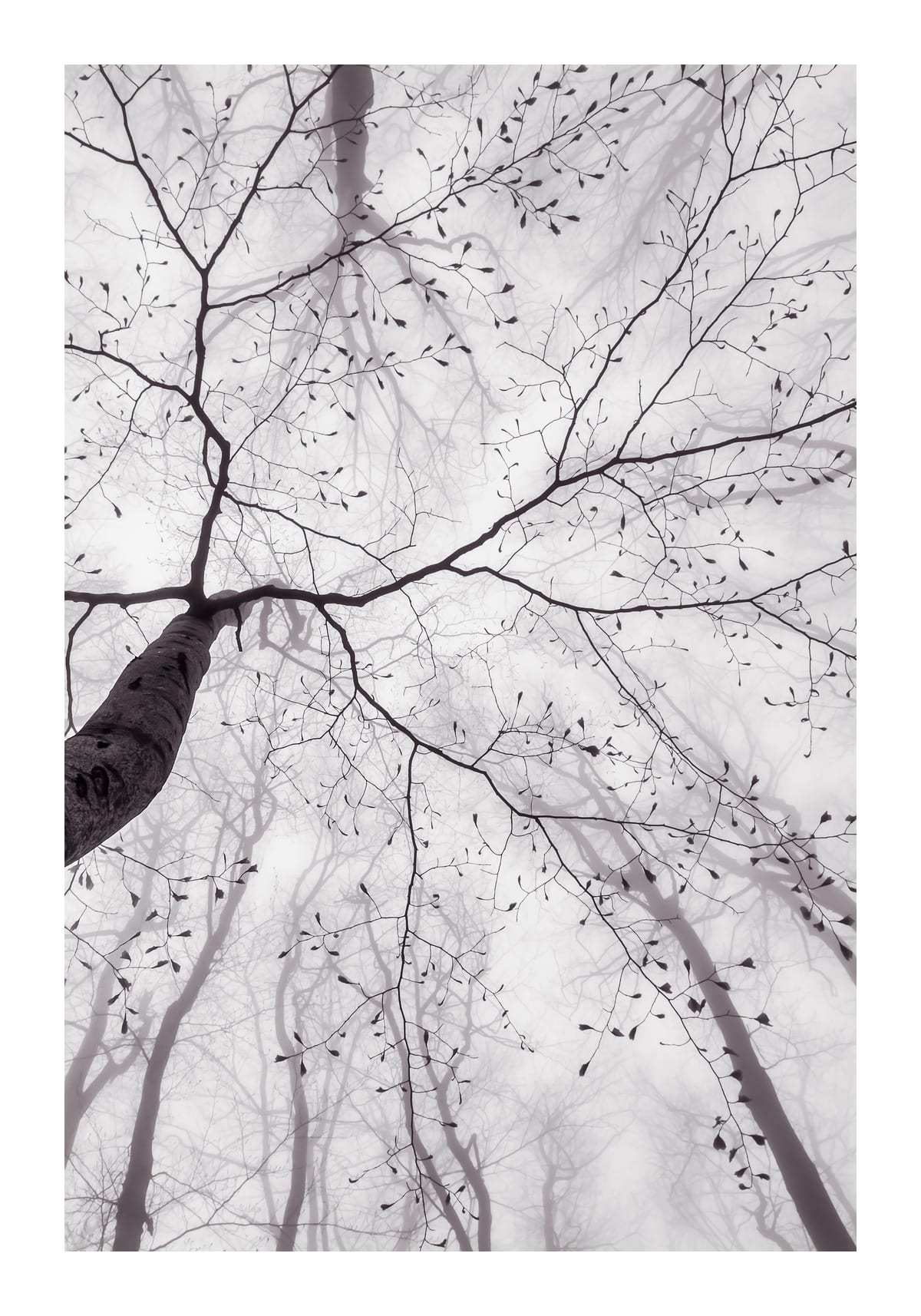 variant-70x100_with-margin
