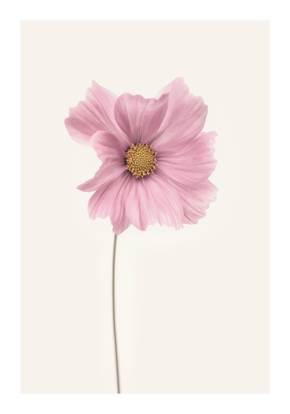 variant-70x100_with-margin