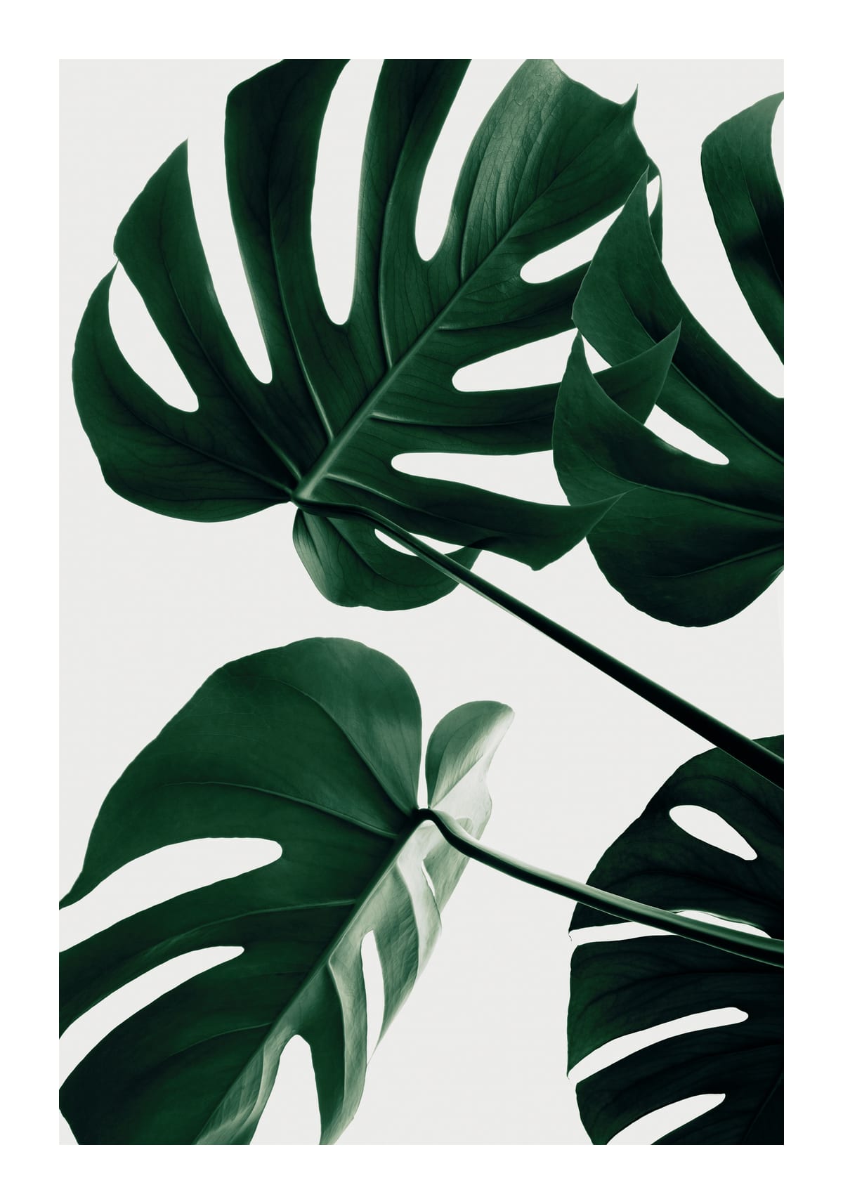 variant-70x100_with-margin