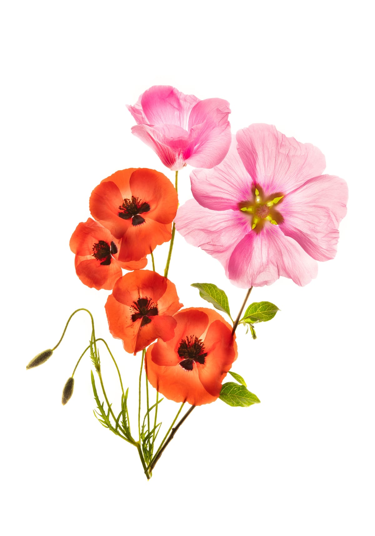 variant-70x100_with-margin