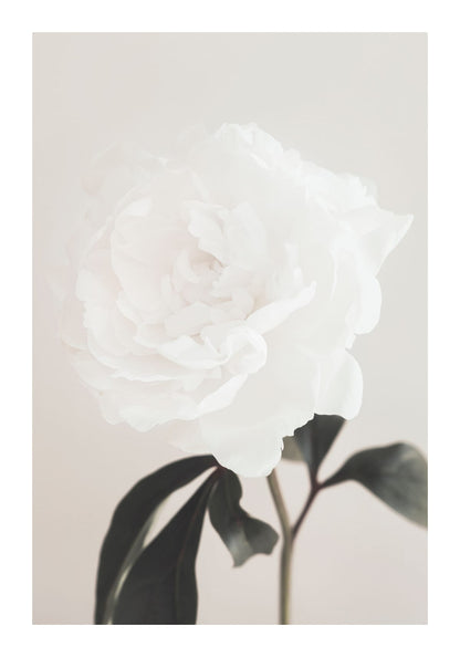 variant-70x100_with-margin