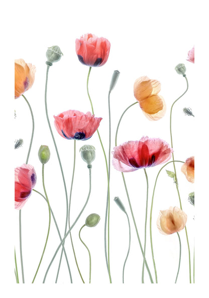 variant-70x100_with-margin