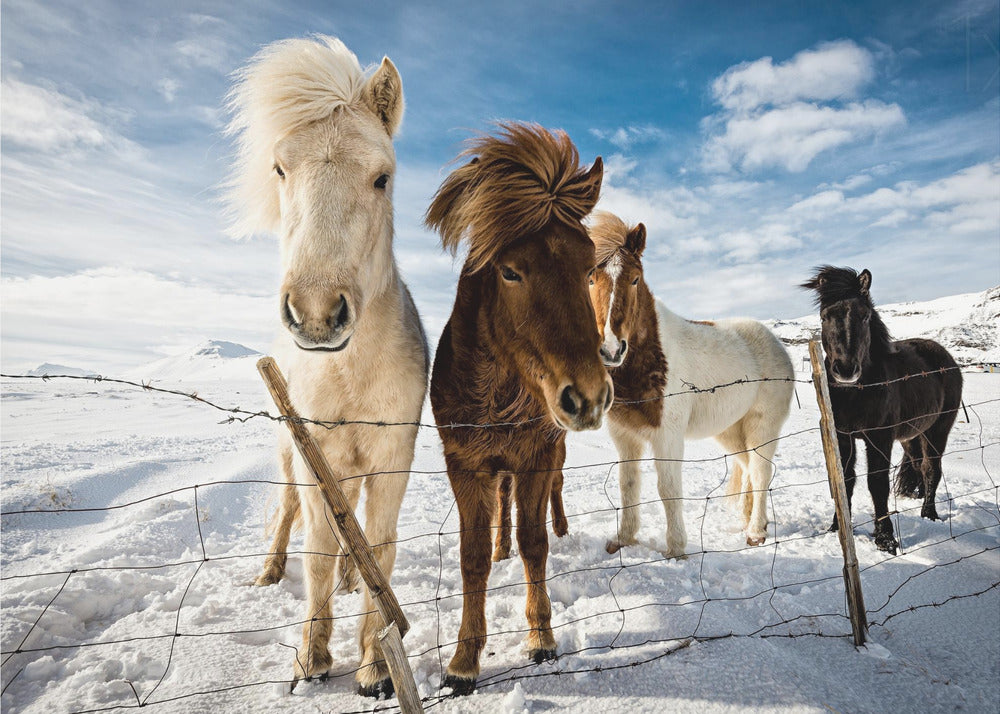 A close-up shot of four Icelandic horses with thick, wind-blown manes standing in a snowy field behind a wire fence. In the background, snow-covered mountains are visible under a bright blue sky with fluffy white clouds. Decor