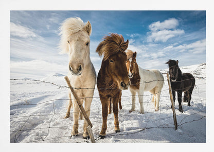 A close-up shot of four Icelandic horses with thick, wind-blown manes standing in a snowy field behind a wire fence. In the background, snow-covered mountains are visible under a bright blue sky with fluffy white clouds. Decor