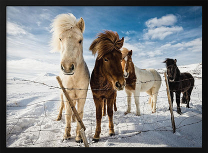 A close-up shot of four Icelandic horses with thick, wind-blown manes standing in a snowy field behind a wire fence. In the background, snow-covered mountains are visible under a bright blue sky with fluffy white clouds. Decor