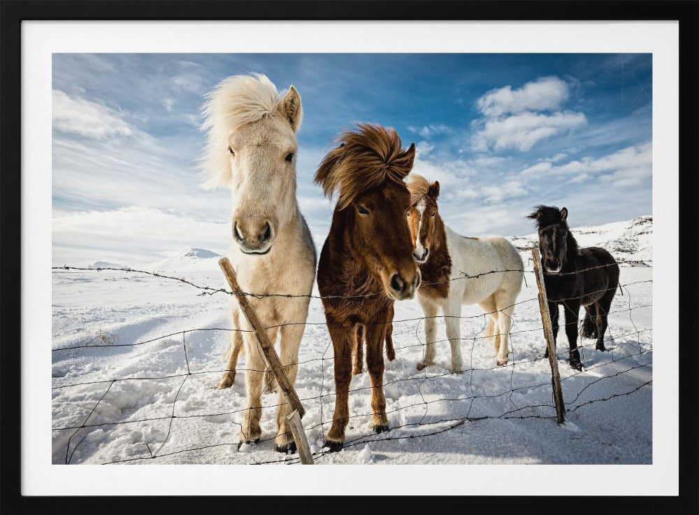 A close-up shot of four Icelandic horses with thick, wind-blown manes standing in a snowy field behind a wire fence. In the background, snow-covered mountains are visible under a bright blue sky with fluffy white clouds. Decor