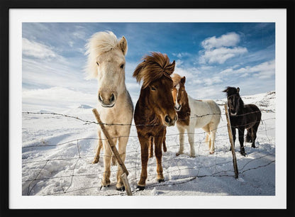 A close-up shot of four Icelandic horses with thick, wind-blown manes standing in a snowy field behind a wire fence. In the background, snow-covered mountains are visible under a bright blue sky with fluffy white clouds. Decor
