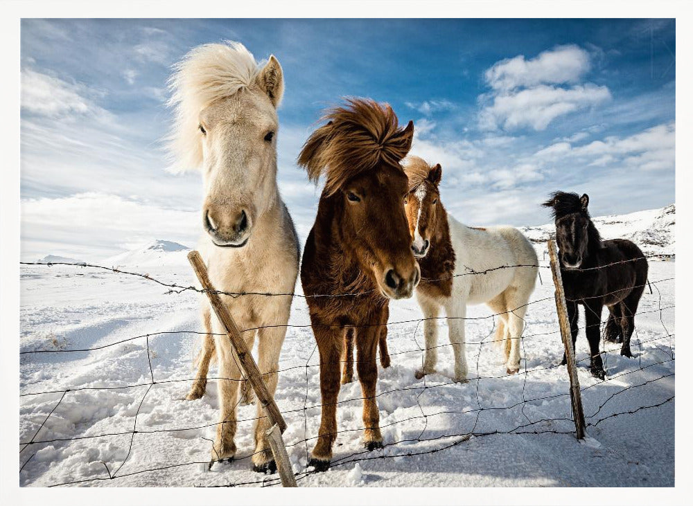 A close-up shot of four Icelandic horses with thick, wind-blown manes standing in a snowy field behind a wire fence. In the background, snow-covered mountains are visible under a bright blue sky with fluffy white clouds. Decor