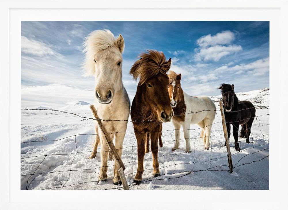 A close-up shot of four Icelandic horses with thick, wind-blown manes standing in a snowy field behind a wire fence. In the background, snow-covered mountains are visible under a bright blue sky with fluffy white clouds. Decor