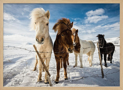 A close-up shot of four Icelandic horses with thick, wind-blown manes standing in a snowy field behind a wire fence. In the background, snow-covered mountains are visible under a bright blue sky with fluffy white clouds. Decor