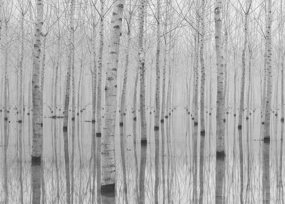 A framed, black and white photograph captures a serene forest of birch trees standing in calm water. The tree trunks are reflected perfectly, creating a striking symmetrical pattern that fades into a misty background. Wall Art