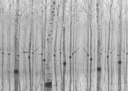 A framed, black and white photograph captures a serene forest of birch trees standing in calm water. The tree trunks are reflected perfectly, creating a striking symmetrical pattern that fades into a misty background. Wall Art