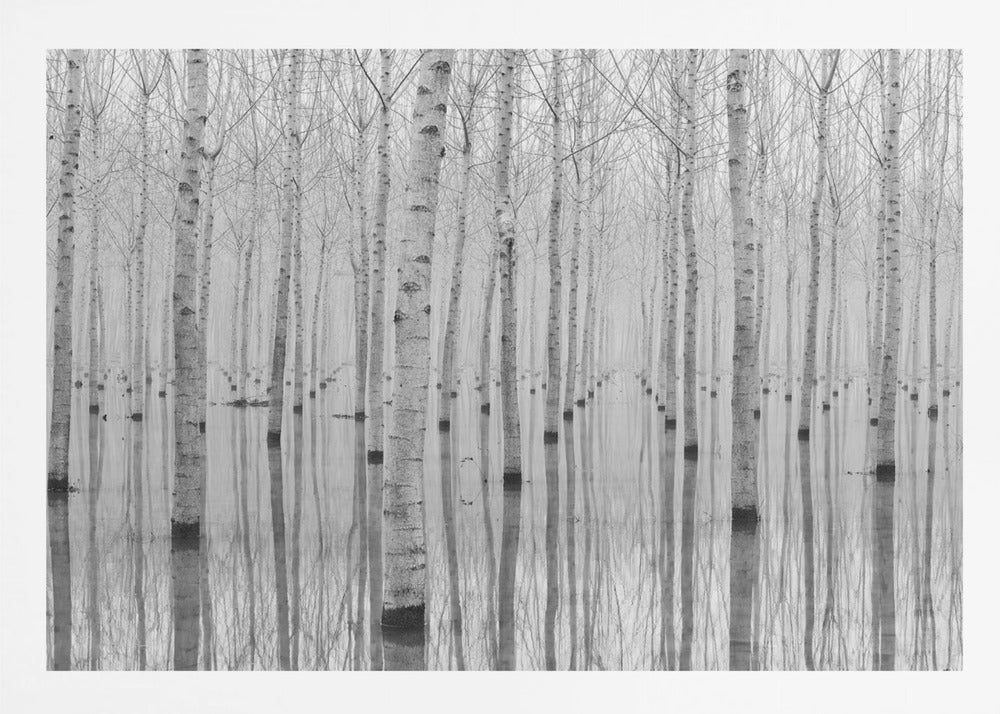 A framed, black and white photograph captures a serene forest of birch trees standing in calm water. The tree trunks are reflected perfectly, creating a striking symmetrical pattern that fades into a misty background. Wall Art