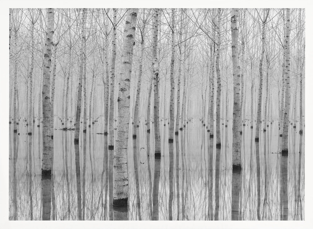 A framed, black and white photograph captures a serene forest of birch trees standing in calm water. The tree trunks are reflected perfectly, creating a striking symmetrical pattern that fades into a misty background. Wall Art