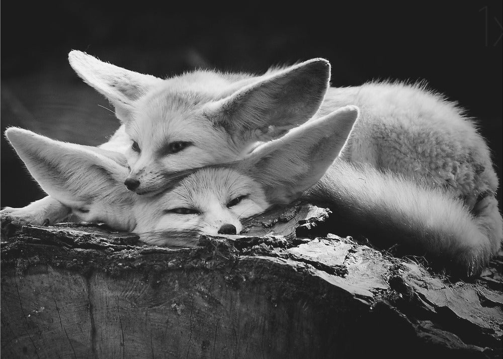 A black and white photograph of two fennec foxes cuddling together on a dark piece of wood. One fox rests its head on the other, which has its eyes closed. Their large, prominent ears are a key feature in the composition, set against a dark, out-of-focus background. The image is enclosed in a silver-grey frame. Print