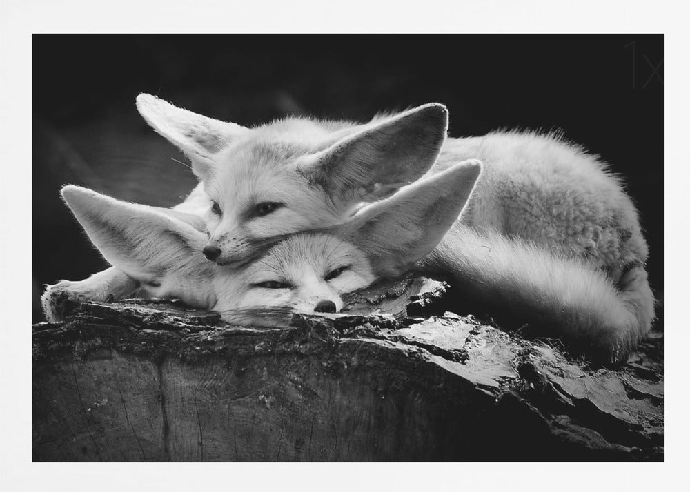 A black and white photograph of two fennec foxes cuddling together on a dark piece of wood. One fox rests its head on the other, which has its eyes closed. Their large, prominent ears are a key feature in the composition, set against a dark, out-of-focus background. The image is enclosed in a silver-grey frame. Print