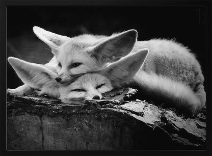 A black and white photograph of two fennec foxes cuddling together on a dark piece of wood. One fox rests its head on the other, which has its eyes closed. Their large, prominent ears are a key feature in the composition, set against a dark, out-of-focus background. The image is enclosed in a silver-grey frame. Print