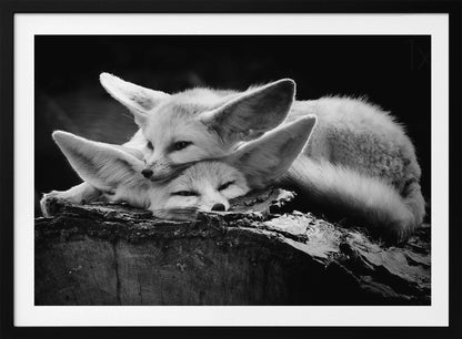 A black and white photograph of two fennec foxes cuddling together on a dark piece of wood. One fox rests its head on the other, which has its eyes closed. Their large, prominent ears are a key feature in the composition, set against a dark, out-of-focus background. The image is enclosed in a silver-grey frame. Print